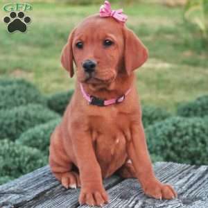 Arizona, Fox Red Labrador Retriever Puppy
